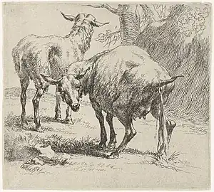 Brebis et Moutons qui pissent.