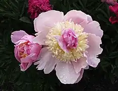 Paeonia lactiflora'Desjardins’