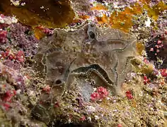 Une éponge du genre Placospongia