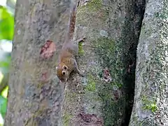 E. exilis (Kinabatangan)