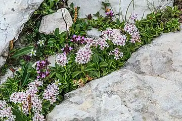 Valériane couchée dans les Dolomites