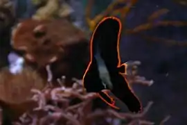 Platax pinnatus juvénile