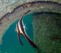 Platax teira juvénile