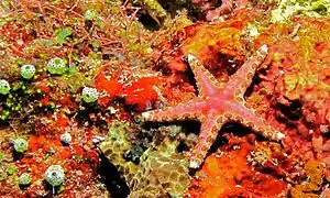 Neoferdina glyptodisca.