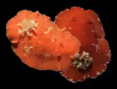 Platydoris angustipes.