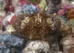 Platypodia granulosa