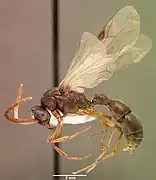 Platythyrea schultzei sam-hym-c008351a profil.