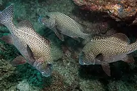 Gaterin noir et blanc (Plectorhinchus picus)