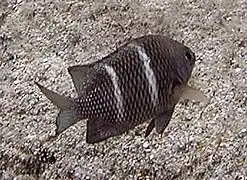 Plectroglyphidodon sindonis