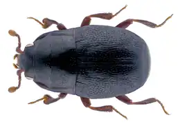 Plegaderus vulneratus.