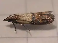 Plodia interpunctella (Teigne des fruits secs)