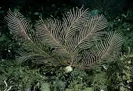 Plumarella pellucida, un Primnoidae