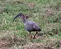 Ibis plombé