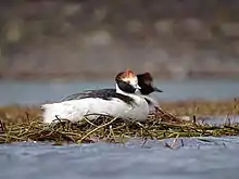 Le grèbe mitré ou Podiceps gallardoi ne fut découvert qu'en 1974 en Argentine