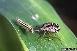 Nymphe de troisième stade