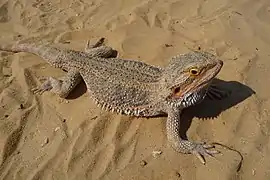 Pogona vitticeps (Agamidae)