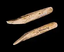 Pointes de sagaie, grotte de Marsoulas. Muséum de Toulouse.