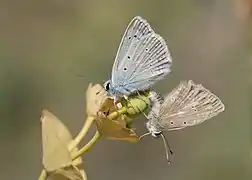 Accouplement (mâle en haut).