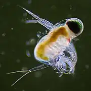 Polyphemus pediculus