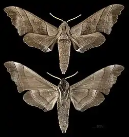 Polyptychus trilineatus  MHNT