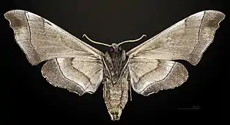 Revers de la femelle MHNT