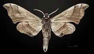 Polyptychus trilineatus celebensis face ventrale MHNT