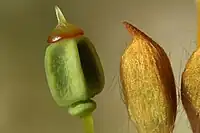Capsules immatures de Polytrichum commune, avec la coiffe et l'opercule toujours attachées.