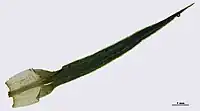 Feuille de Polytrichum formosum, avec la base hyaline, qui laisse place à la nervure opaque.