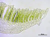 Vue au microscope d'une coupe transversale d'une feuille de Polytrichum commune. On remarque que la dernière cellule de chaque lamelle est tronquée, rétuse.