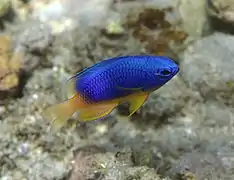 Une demoiselle bleue et jaune (Pomacentrus caeruleus)