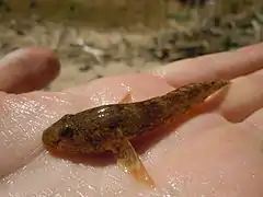 Spécimen dans une main humaine