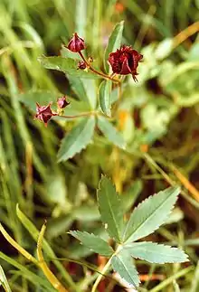 Potentille des marais