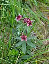 Potentille des marais, La Bresse.