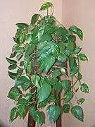 Pothos d’intérieur avec branches retombantes