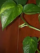 Croissance d'une jeune feuille.