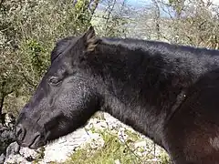 Type originel, vue de profil.