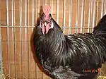 Coq Augsbourg noir