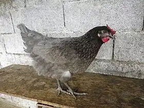 Poule Bleue de France à six mois.