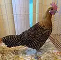 Poule Braekel doré grande race