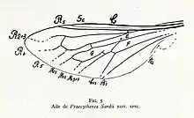 Praecytherea sardii Nicolas Théobald, 1937 - dessin de l'aile.