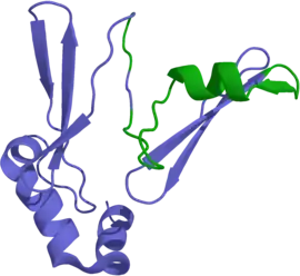 Image illustrative de l’article Ghréline