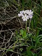 Variété aux pétales blancs.