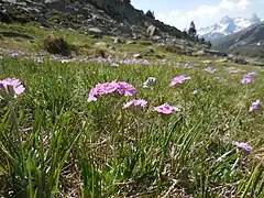Vue en situation, dans les Alpes.