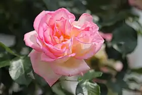 Image illustrative de l’article Princesse de Monaco (rose)