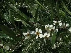 Prinsepia uniflora, décrit en 1892 par Bataline