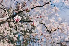 Magnolia en fleur au jardin du Las, photo Kevin Pinon.