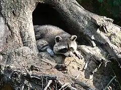 Un raton laveur dans le creux d'un arbre au sol.