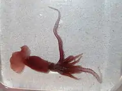 Promachoteuthis sloani (Promachoteuthidae)