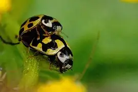 Accouplement (Commanster, Ardennes belges)