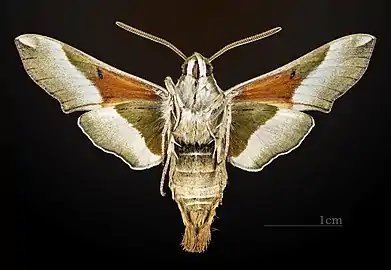 Revers du mâle (coll.MHNT)